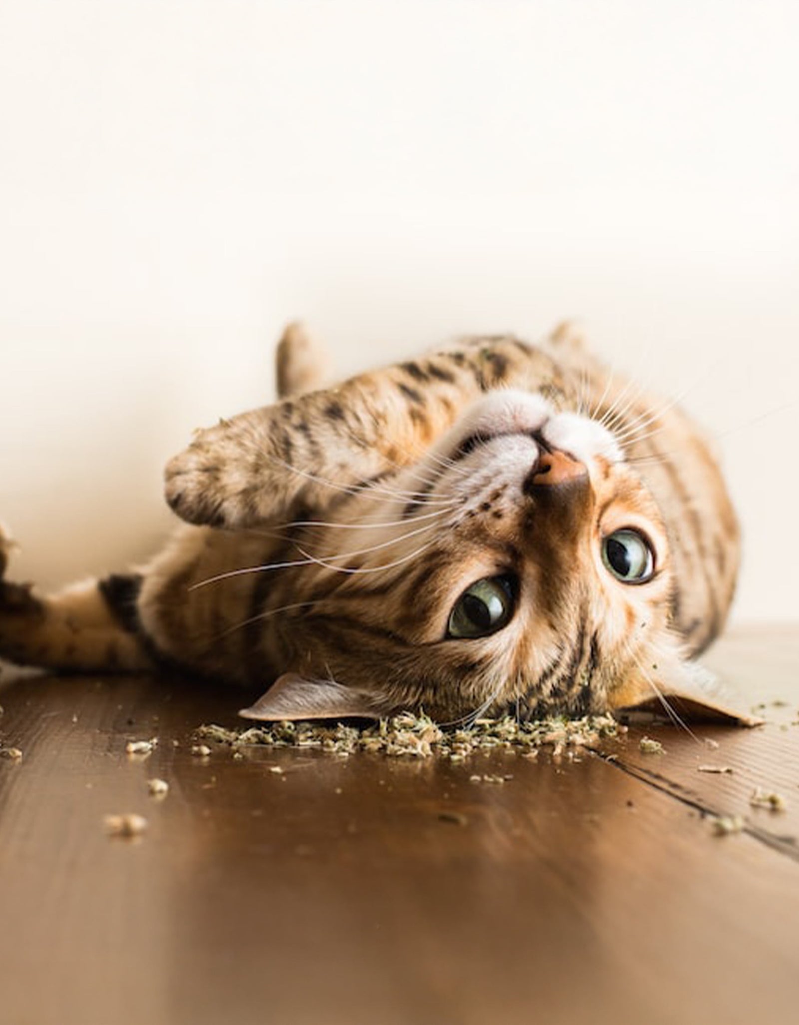 Catnip Garden, Catnip Cup, Cat Toy, 2.5 Oz